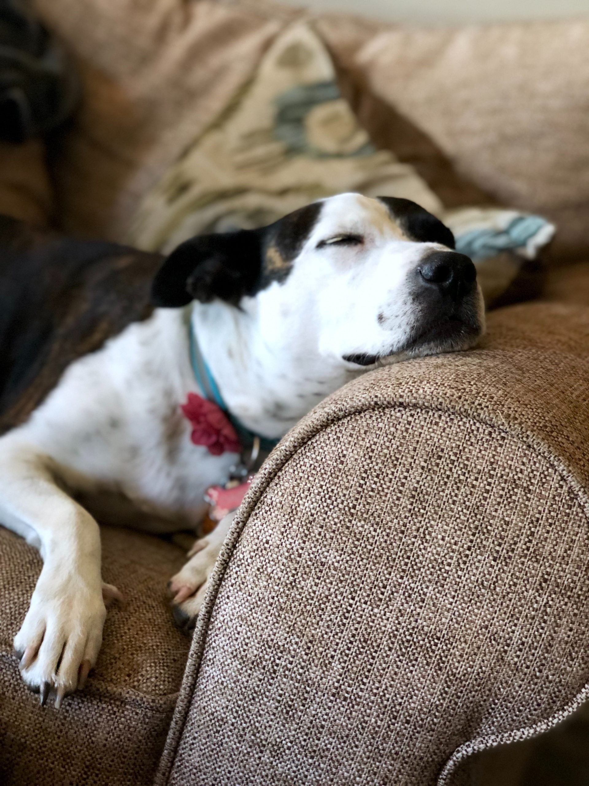 To Nap or not to Nap?