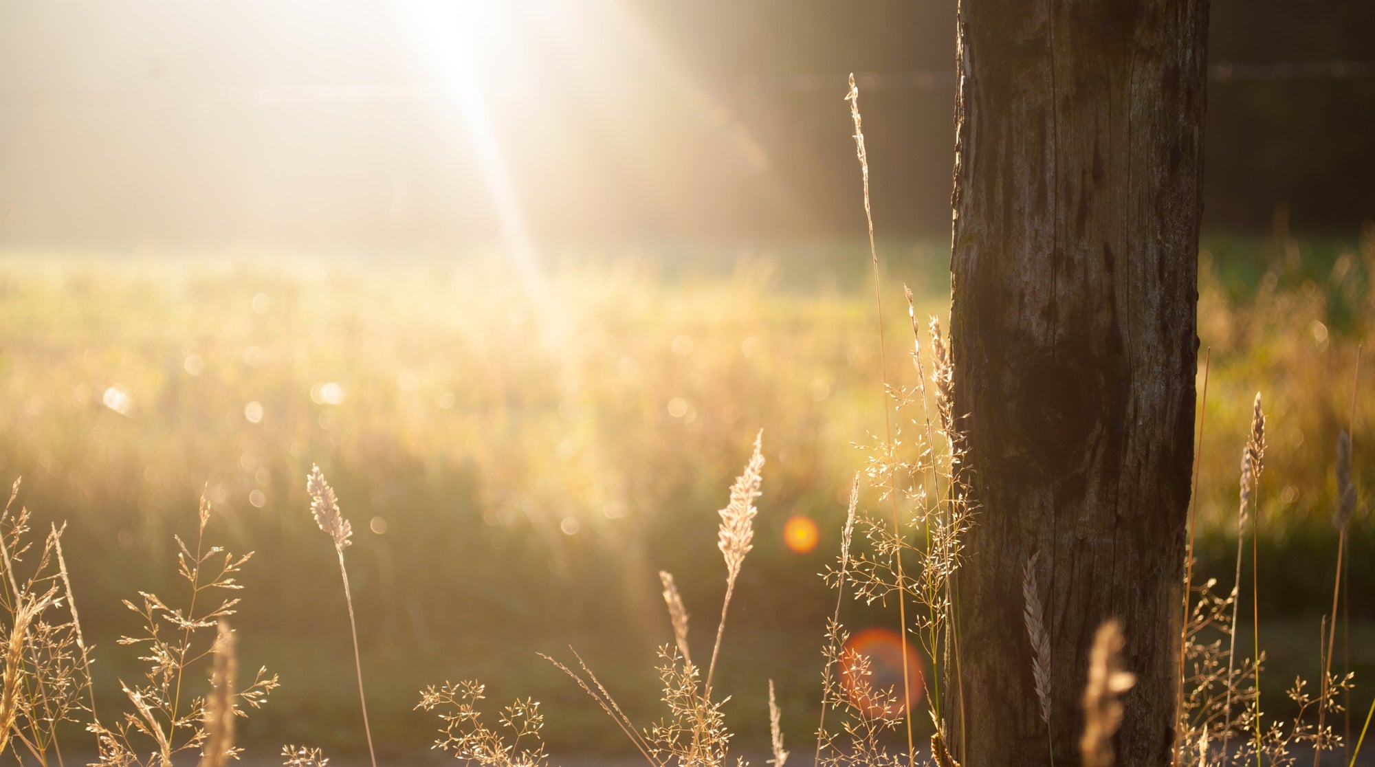As the nights draw in, it's the most important time of the year to take Vitamin D-here's why....