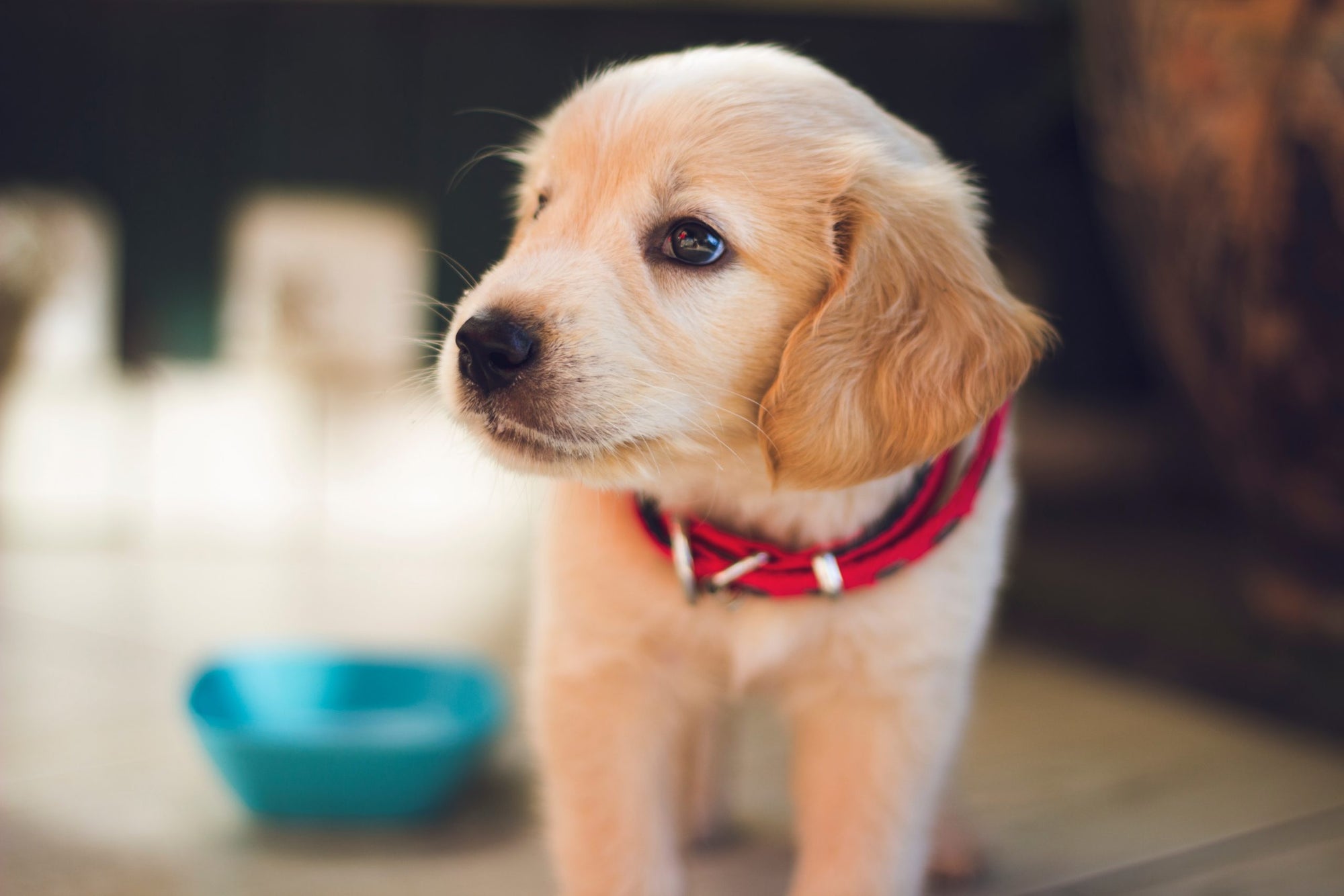 4 reasons having a pet is good for your brain health